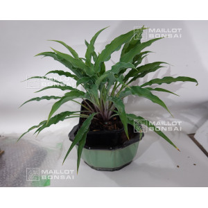 hosta-silly-string