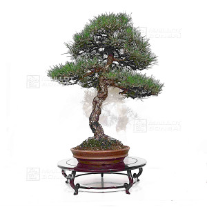 pinus-thunbergii-ref-12070251