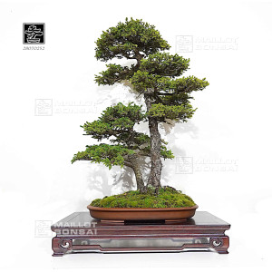 picea-jezoensis-28070252