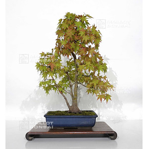 acer-palmatum-ref-23070252