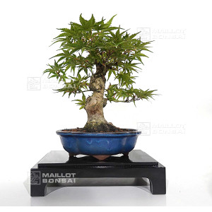 acer-palmatum-seigen-ref-23070253