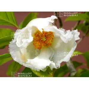 pseudocamelia-japonica-23070254