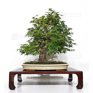 acer-palmatum-beni-chidori-23070255