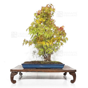 acer-palmatum-ref-24070251