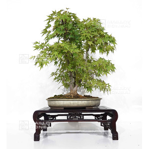 acer-palmatum-ref-24070252