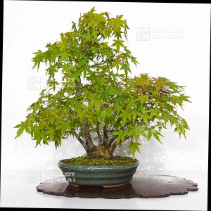 vendu-acer-palmatum-ref-24070254