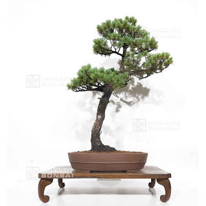 pinus-pentaphylla-du-japon-ref-24070256