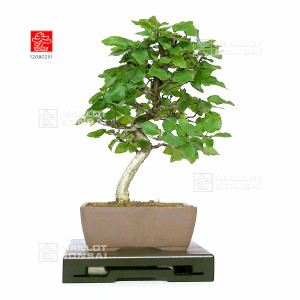 carpinus-turczaninowii-ref-12080251