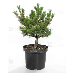 pinus-parviflora-var-iona