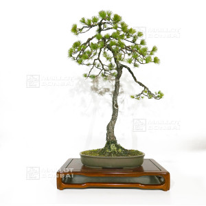 pinus-pentaphylla-ref-120202514