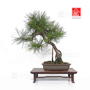 pinus-densiflora-ref-210202511