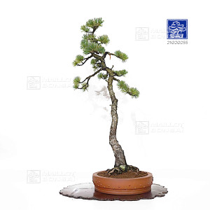 pinus-pentaphylla-ref-21020255