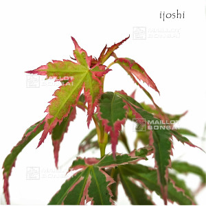 acer-palmatum-ijoshi