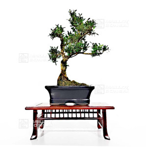 buxus-harlandii-ref-2