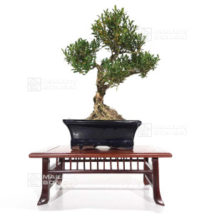 buxus-harlandii-ref-3