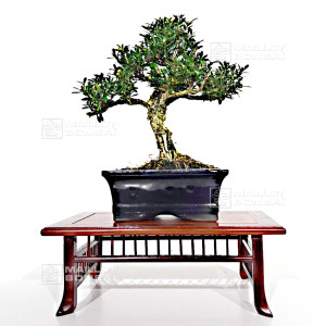 buxus-harlandii-bonsai-ref-6