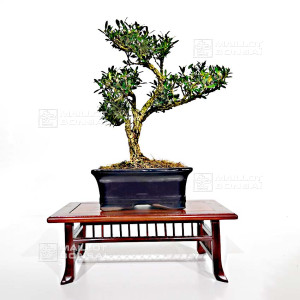 buxus-harlandii-ref-7