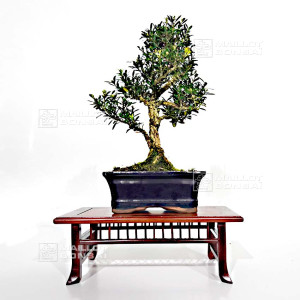 buxus-harlandii-ref-8
