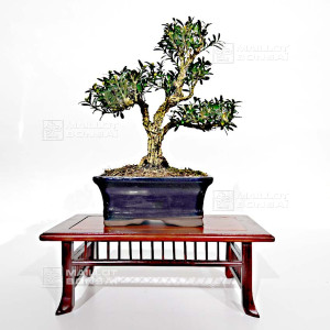 buxus-harlandii-ref-9