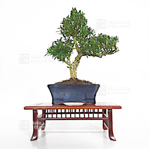 buxus-harlandii-ref-12