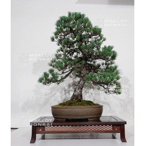 pinus-pentaphylla-ref-10110253
