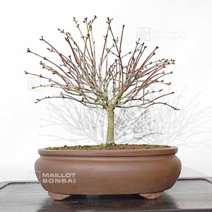 acer-palmatum-kiyo-hime-ref-16120251