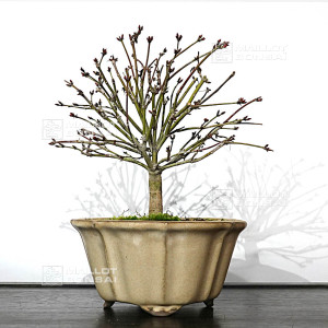 acer-palmatum-kiyo-hime-ref-16120252