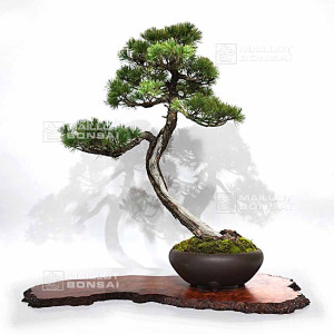 pinus-pentaphylla-16120255