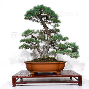 pinus-pentaphylla-16120257