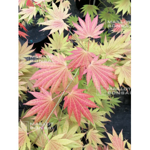 graines-d-acer-palmatum-moonrise