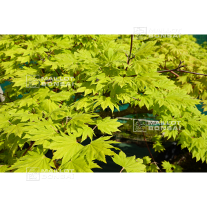 graines-sieboldianum-seki-no-kegon