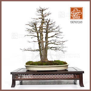 acer-palmatum-ref-13010265