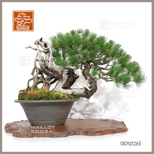 pinus-pentaphylla-ref-13010263