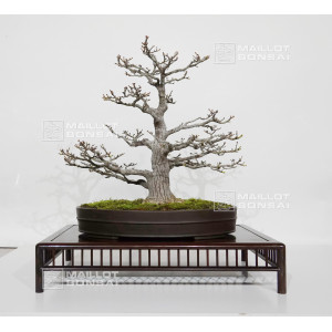 acer-palmatum-shishigashira-16010261