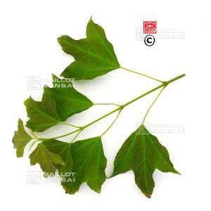 vendu-acer-buergerianum-en-godet-lot-de-10-plants