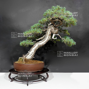 pinus-pentaphylla-ref-30060268