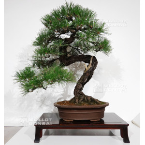 pinus-thunbergii-ref-28070262
