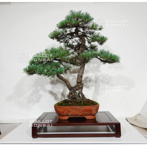 pinus-pentaphylla-ref-28070261