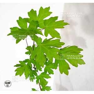 epuiseacer-campestris-en-godet-lot-de-10-plants