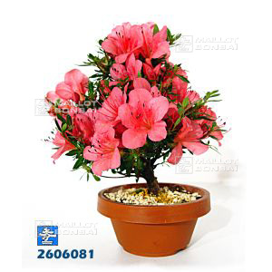 epuiserhododendron-chinzan