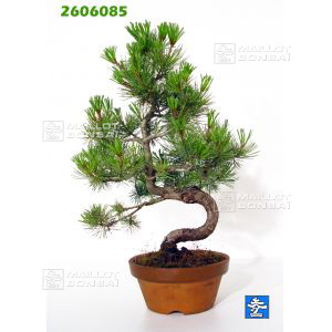 vendupinus-pentaphylla-du-japon-ref-2606085