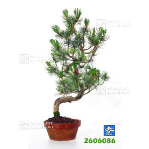 vendupinus-pentaphylla-du-japon-ref-2606086