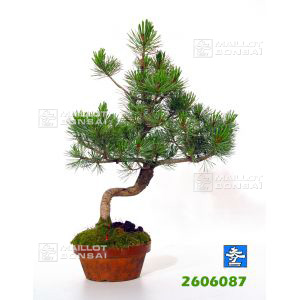 vendupinus-pentaphylla-du-japon-ref-2606087