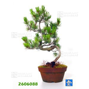 vendupinus-pentaphylla-du-japon-ref-2606088
