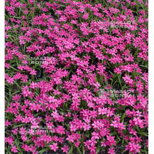 set-of-4-rhodohypoxis-2-apple-blossom-2-millioid