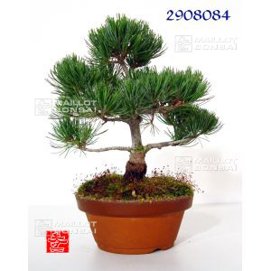 vendupinus-pentaphylla-du-japon-ref-2908084