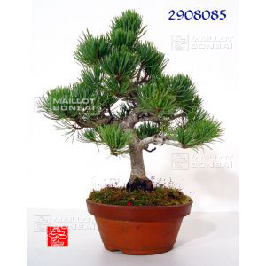vendupinus-pentaphylla-du-japon-ref-2908085