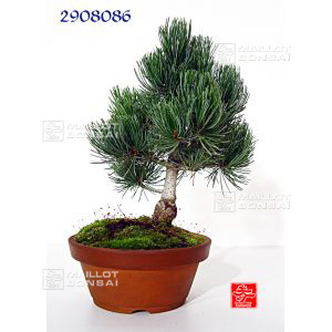 vendupinus-pentaphylla-du-japon-ref-2908086