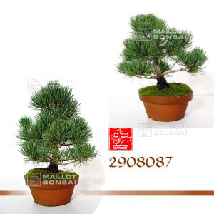 vendupinus-pentaphylla-ref-2908087