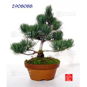 vendupinus-pentaphylla-du-japon-ref-2908088